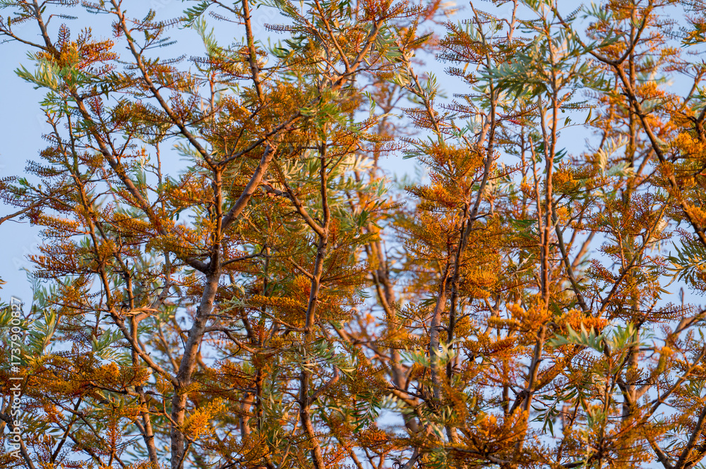 Fototapeta premium Silky oak tree with orange bloom