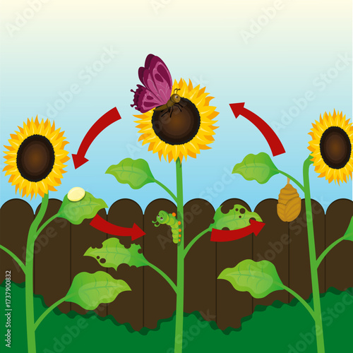 life cycle of butterfly with sunflower illustration vector