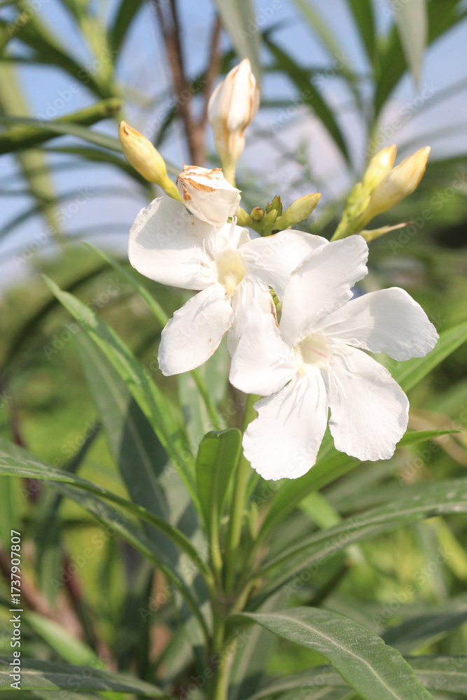 Obraz premium Nerium oleander Alsace flower plant on farm