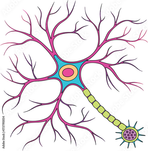 Dynamic neuron illustration for science projects, biology education, medicine presentations, and brain research materials, with colorful and clear details