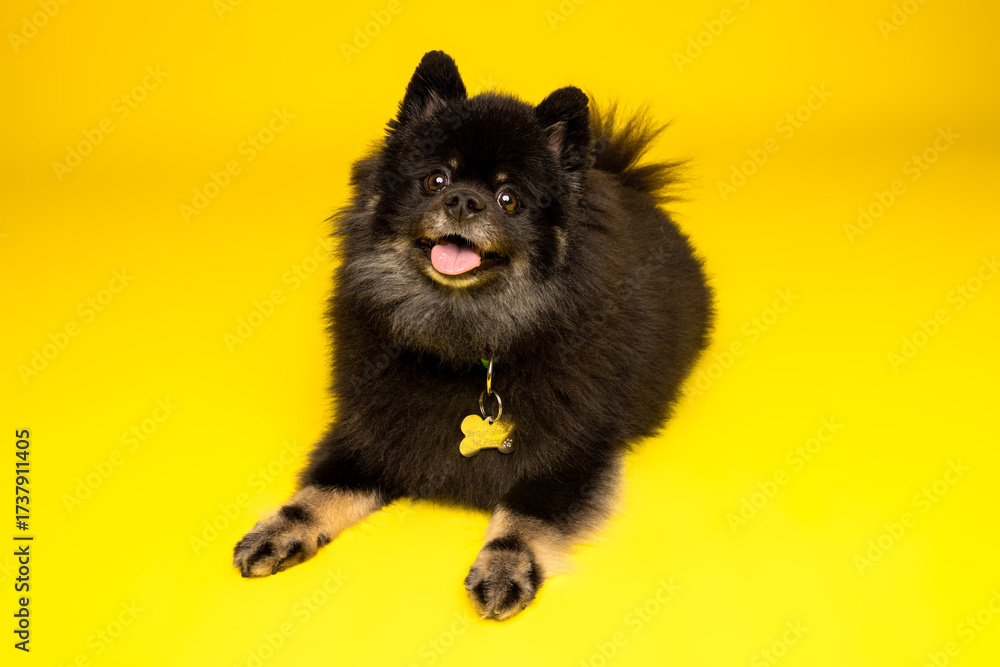 Obraz premium Black Pomeranian on Yellow Studio Floor