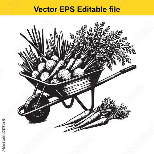Vector art of wheelbarrow full of fresh carrots and root vegetables