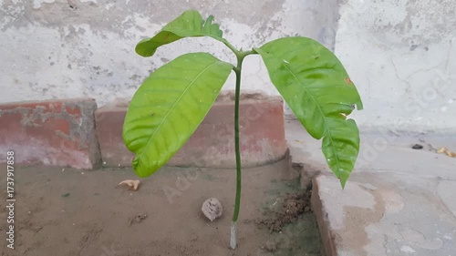 Young Green Plant Sprouting in Soil