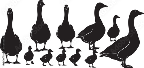 Family flock of canada geese silhouettes standing together outdoors nature wildlife