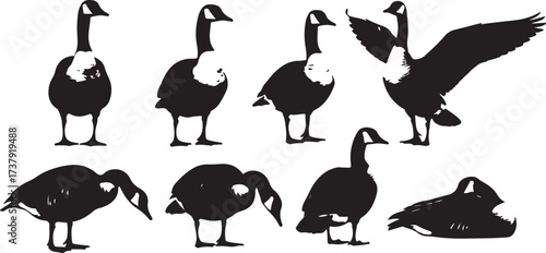 Set of canada geese silhouettes in various poses realistic wildfowl bird collection