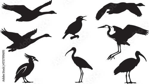 Diverse silhouettes of birds in flight and perched capturing nature's graceful avian forms
