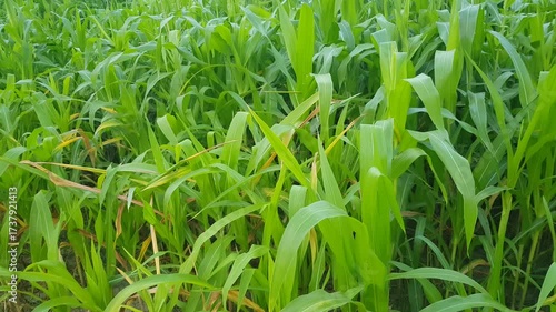 Young Corn Plants Growing in Fertile Soil