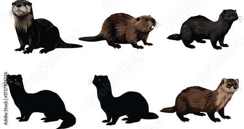 Otter, beaver, mink animal comparison, silhouette and colored style, mustelid species identification, wildlife study, educational animal chart, cad drawing flat vector illustration