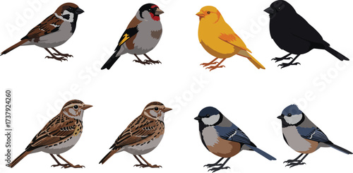 Realistic birds illustration, sparrow, goldfinch, canary, blackbird, chickadee, titmouse, detailed avian species artwork, wildlife nature drawing, ornithology study reference.