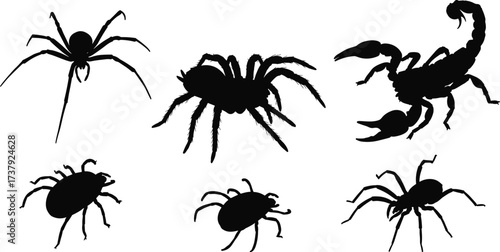 Silhouettes of spider, tarantula, scorpion, beetle insects, arachnid collection, black vector icons, pest control, wildlife danger, entomology study, cad drawing flat vector illustration