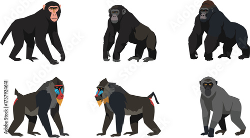 Cartoon chimpanzee, bonobo, gorilla, mandrill, drill, vervet monkey, primate species collection, educational wildlife illustration, animal character set, zoology concept.