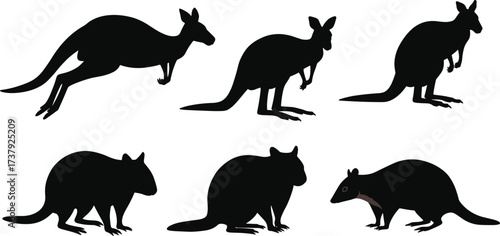 Silhouettes of kangaroo wallaby marsupial animals, wildlife illustration, Australian fauna collection, animal diversity, educational nature graphic, cad drawing flat vector illustration