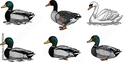 Collection of waterfowl species, mallard duck, goose, swan, detailed pond birds, floating aquatic wildlife, decorative illustration, isolated design, cad drawing flat vector illustration