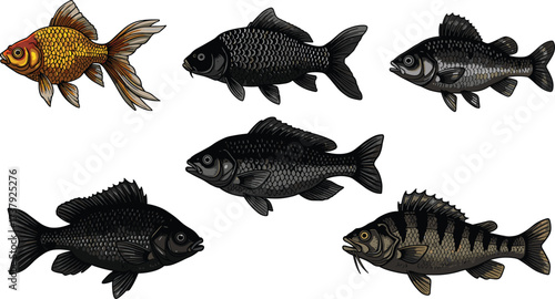 Collection of ornamental fish species, goldfish, perch, tropical aquarium fish, detailed aquatic animal set, isolated marine wildlife, decorative illustration, cad drawing flat vector illustration