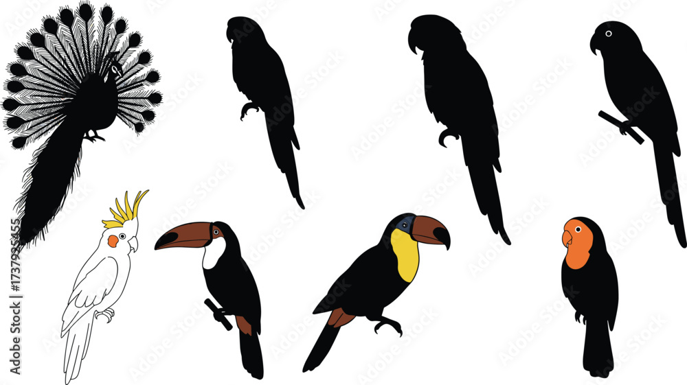 Naklejka premium Exotic bird illustration set, peacock cockatoo parrot toucan silhouettes and colorful drawings, tropical wildlife animal icons collection for design, cad drawing flat vector illustration