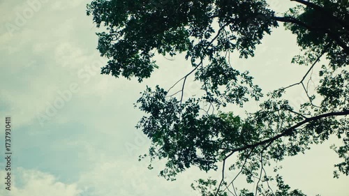Mountain Phu Foilom Viewpoint Tree Sky