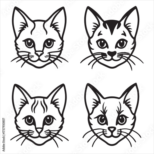 A Swimmer cat Turkish Van Cat, a Semiaquatic Ancient breed Feline with a Unique Water loving Temperament, a Distinctive Cashmere Coat, and Amber blue Vani eyes