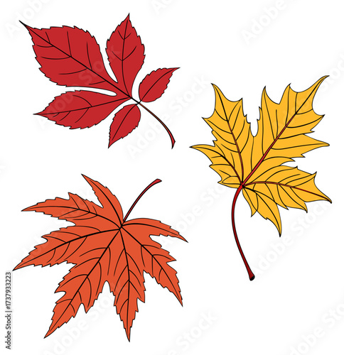 Three stylized illustrations of colorful autumn leaves, including red, orange, and yellow foliage.