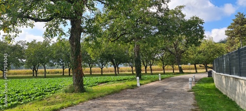 Tableau sur toile Chemin de campagne bordé de noyers et de champs verdoyants sous un ciel bleu, pa