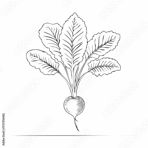 Detailed sketch of a beet with leaves, showcasing its bulbous root and leafy green top.