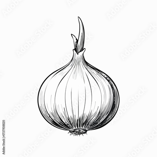 Detailed monochrome illustration of a fresh onion bulb with a sprouting green shoot, isolated.