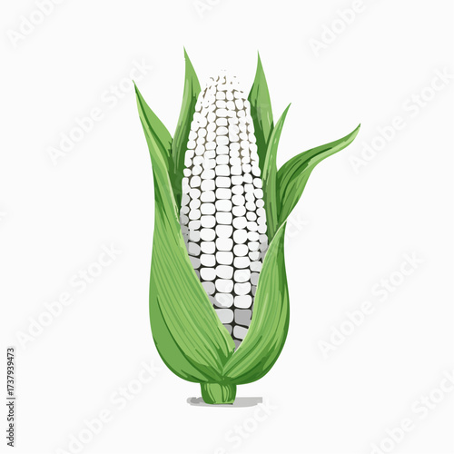 Illustration of an ear of white corn with green leaves on a white background.