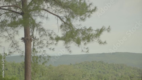 Mountain Phu Foilom Viewpoint Tree - S-LOG3 Footage