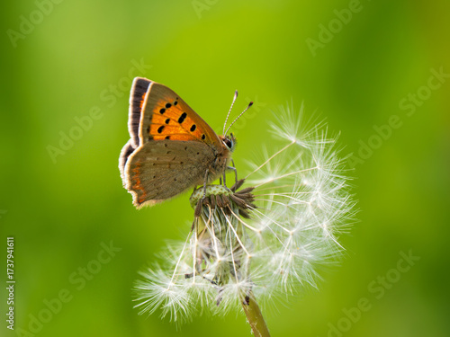 Small Copper Butterfly Resting on a Dandelion Clock