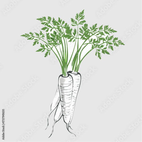 A hand-drawn illustration of two fresh carrots with green leafy tops and visible roots, set against a plain background.