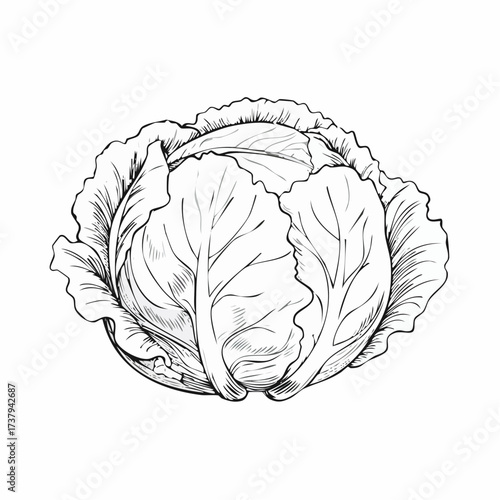 A detailed black and white sketch of a fresh, leafy cabbage with visible veins on its outer leaves.