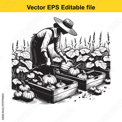 Vector art of farmer harvesting pumpkins in wooden crates