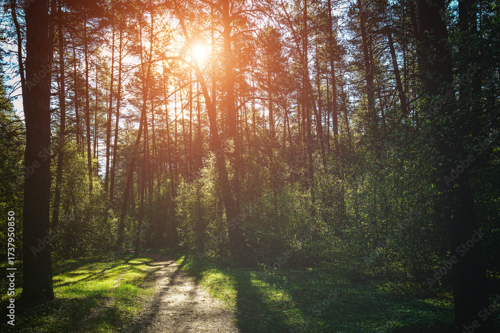 Fototapeta premium Forest path winding through green trees. Sunlit park landscape. Outdoor escape and natural scenery for relaxation. Vintage film aesthetic.