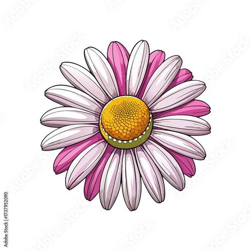 Elegant pink and white daisy flower with detailed yellow center illustration