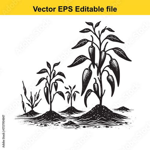 Vector art of black and white illustration of chili pepper plants growing on mounds of earth