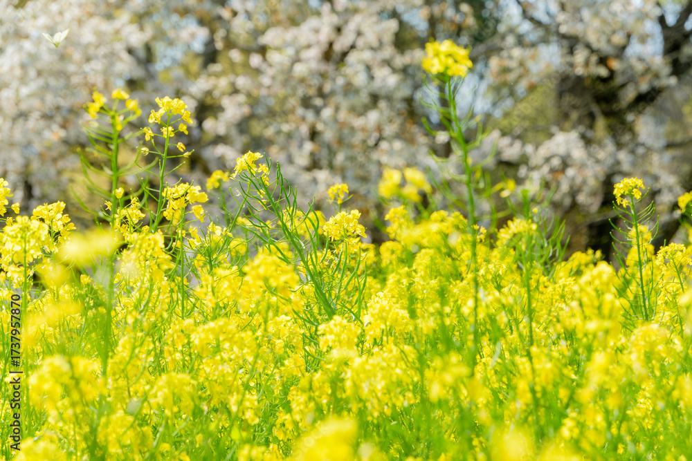 Obraz premium 春の菜の花畑と満開の桜の風景