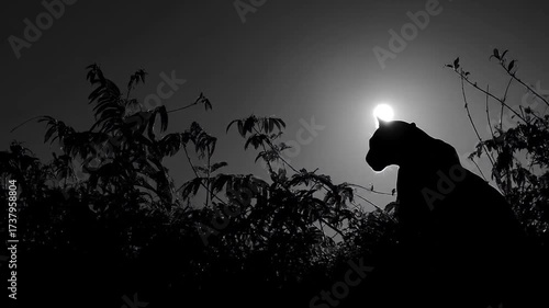 Silhouette of a panther in moonlight with foliage and branches