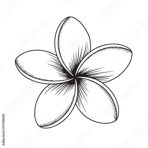 Hand Drawn Plumeria Flower Outline Sketch