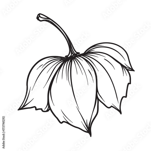 Black and white line drawing of a dried autumn leaf.