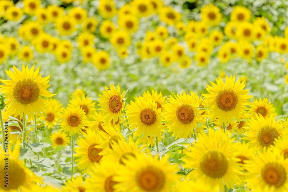 Fototapeta premium 満開のひまわり畑と夏の風景