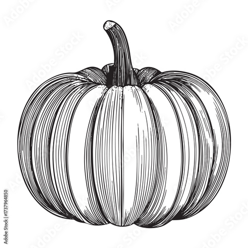 Detailed black and white sketch of a plump pumpkin with a short stem.