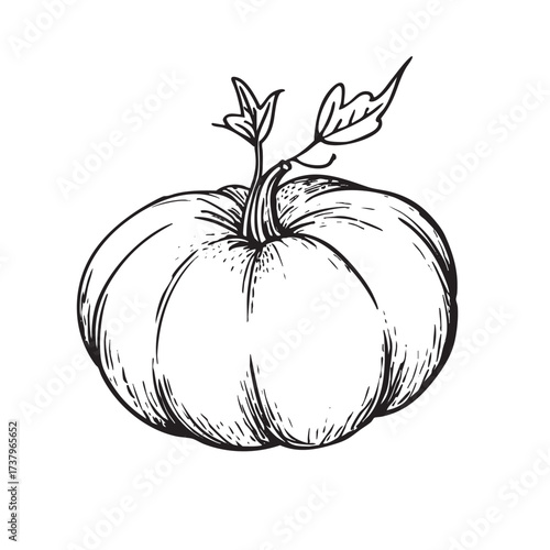 Black and white sketch of a pumpkin with a stem and tiny leaves.