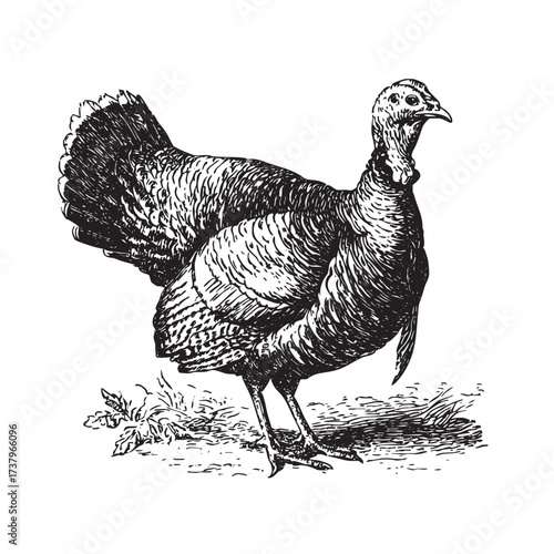 Engraving of a plump wild turkey standing on grass.