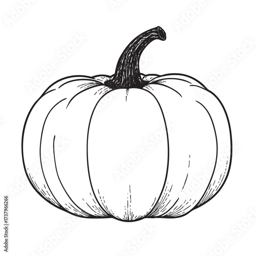 Ink drawing of a round pumpkin with a thick stem.