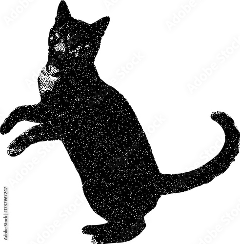 Silhouette of a black cat standing on hind legs, reaching forward with front paws