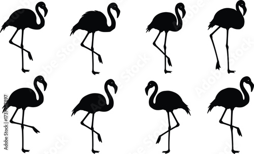 Silhouette flamingos, standing birds, tropical wildlife, exotic animals, elegant posture, nature art, minimal design, black outline, wading birds, decorative illustration