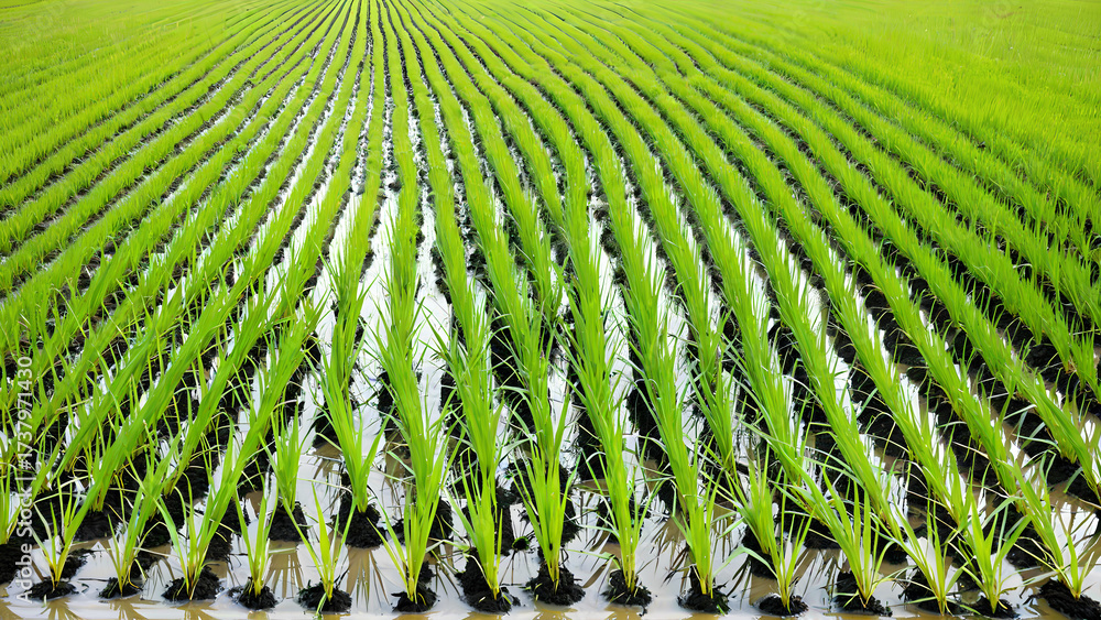 Fototapeta premium Vibrant Green Rice Paddy Field Close Up