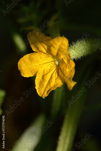 Yellow flower on cucumber ovary