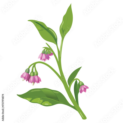 Pink bell shaped flowers on green stem with leaves vector illustration bloom