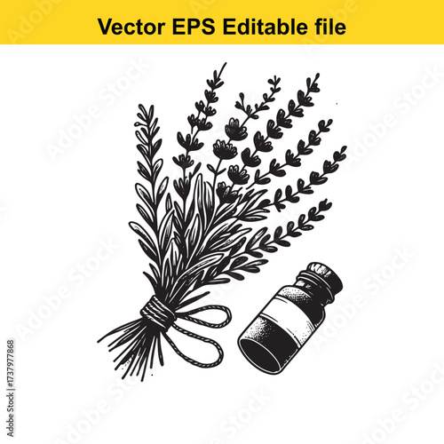 Vector art of lavender sprigs and essential oil bottle
