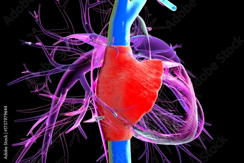 Tableau sur toile Right atrium, superior and inferior vena cava, 3D illustration